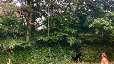 Men in trees on rope and harness course