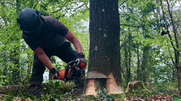 Man felling a tree