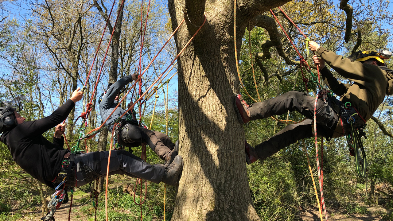 Becoming a Tree Climber: Training in the Trees